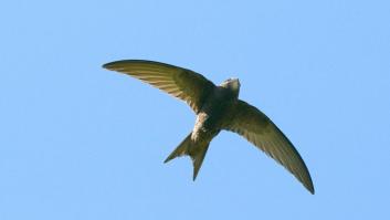Vencejo, el rey de los aires