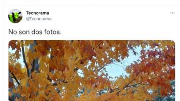 La increíble ilusión óptica que vuelve loco a Twitter: tendrás que mirar dos veces para entenderla