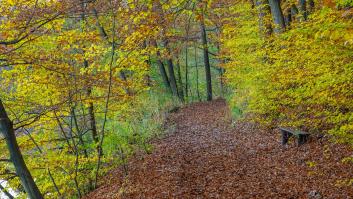 Los 100 países que acumulan el 85% de los bosques se comprometen a revertir la deforestación para 2030