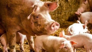 Unos cerdos rescatados de morir en un incendio terminaron hechos salchichas en una cena de los bomberos