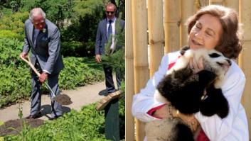 Los 'royals' y el medio ambiente: entre el compromiso y el postureo