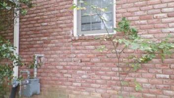 ¿Dónde está el enjambre de abejas en esta foto?