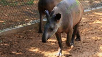 Roban varios animales de un zoo en Venezuela para comérselos