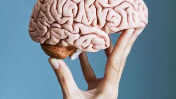 La hazaña del mapa del cerebro de una mosca ayuda a comprender 4 trastornos