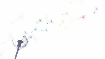 Los Principios de Yogyakarta