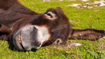15 menores contraen la rabia por practicar sexo con una burra