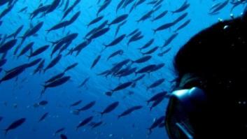 Las altas temperaturas del Mediterráneo provocan una oleada de ataques de peces a bañistas en Alicante