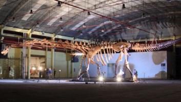 El dinosaurio más grande del mundo ya tiene nombre