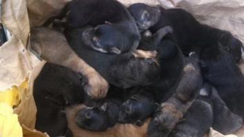 Detenida una vecina de Sarria (Lugo) por arrojar al río 12 cachorros dentro de un saco