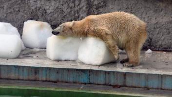 La crueldad del ser humano en fotos: osos polares a 40º en el zoo de Budapest