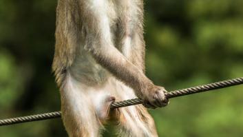 La historia tras la genial foto ganadora de los Comedy Wildlife Photo Awards 2021