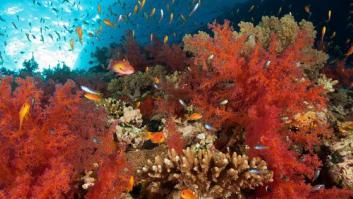Fiesta de colores en el mar oscuro