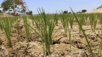 España camina hacia la peor sequía en 20 años