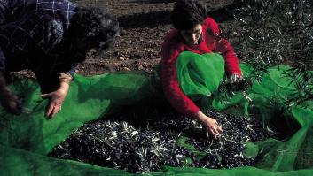 La OMC declara ilegales los aranceles de EEUU impuestos por Trump a las aceitunas españolas