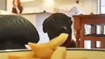 La estrategia de este perro para comer patatas le ha convertido en el "criminal" más aplaudido en Twitter