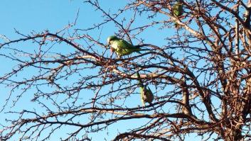 Madrid autoriza el uso de carabinas de aire comprimido para cazar cotorras