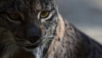 El incendio de Doñana afectó a 70 especies de aves y 38 mamíferos