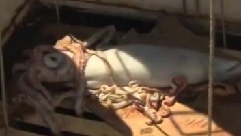 Un barco irlandés encuentra un calamar gigante de más de 5 metros de longitud