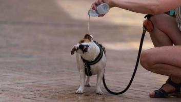 De bienes embargables a "seres sintientes": así cambiará la ley española para dar mayor cobertura a la protección animal