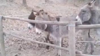 La impagable lección de este burro a la hora de enfrentarse a un problema