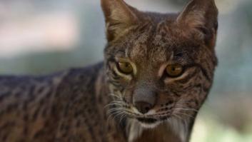 Muere en Andújar (Jaén) el sexto lince ibérico atropellado en Andalucía en 2017