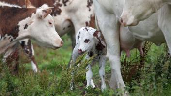 La historia detrás del primer yogur ecológico