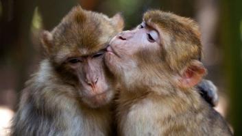 La mitad de los animales que vivieron en la Tierra han desaparecido