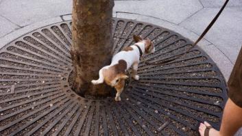 Mataró multará con 750 euros a quien no limpie con agua los orines de sus perros