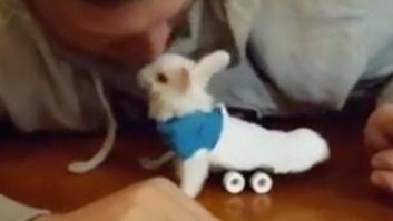 Wheelz, el conejito que da una lección de superación (VÍDEO)