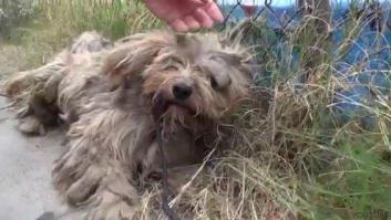 Una protectora salva a un perro que pasó toda su vida en las calles