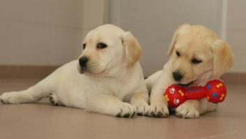 Discriminados por ir con perro guía: "Es mis ojos, mi guía mi sombra, mi luz"