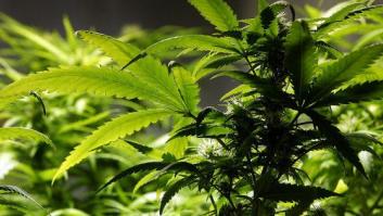Cataluña regula el cultivo, consumo y transporte de cannabis