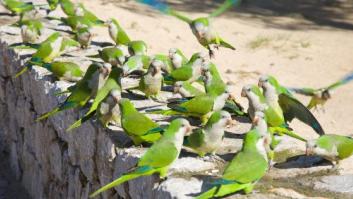 Disparan a las cotorras por nuestra culpa
