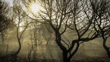Incendio de Moguer, el más grande del año pero lejos de los más devastadores