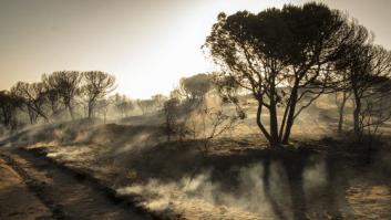 Dan por controlado el incendio forestal en el entorno de Doñana