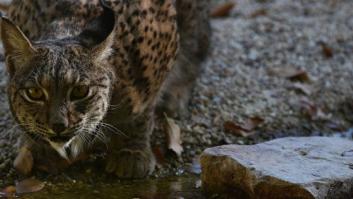 Un lince ibérico muerto y dos desaparecidos a causa del fuego que afecta a Doñana