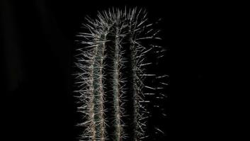 Esa cosa verde con pinchos (2ª parte)