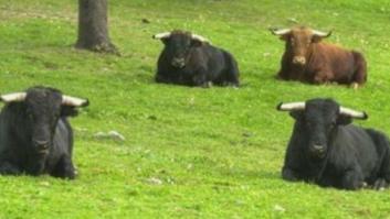 #DoyLaCaraPorElToro, la etiqueta viral que enfrenta a taurinos y antitaurinos