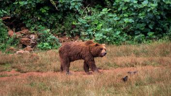Un grupo de cazadores hiere a un oso pardo durante una cacería de jabalíes en Cantabria