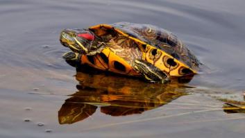 Sale de fiesta en Tenerife y termina en el hospital con una tortuga en su vagina