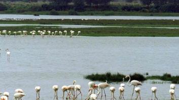 ¿Se está violando la legislación medioambiental europea en Doñana?