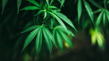 La Guardia Civil encuentra 355 plantas de marihuana en la casa de un concejal del PSOE de Pampaneira (Granada)