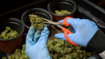 Vecinos de un pueblo de Suiza denuncian que enferman por una plantación... de cannabis