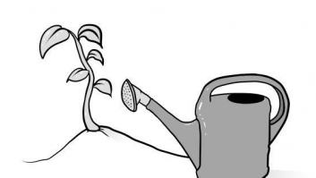 Las semillas y el azar