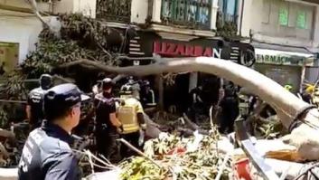 Una chica de 16 años, herida leve al desplomarse un árbol centenario en Murcia