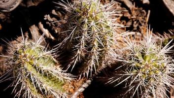 Esa cosa verde con pinchos