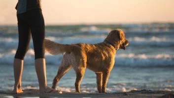Cuatro maneras de honrar la vida de tu perro después de su muerte