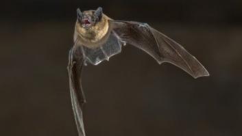 Atendidas dos personas en Huelva y Valladolid mordidas por murciélagos con la rabia