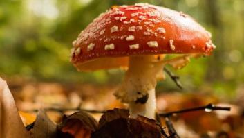 La "vida secreta" de los hongos, al descubierto gracias a la ciencia