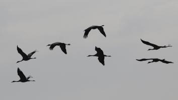 La gripe aviar que ha arrasado Israel mata las primeras aves en España